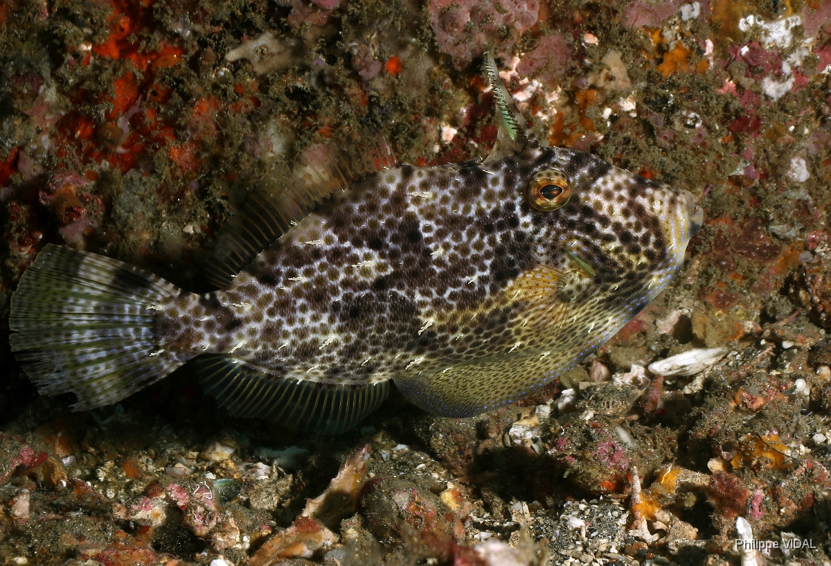 Bali 2016 - Stapweed filefish - Poisson lime des algues - Pseudomonacanthus macrurus - IMG_6123_rc.jpg